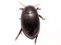 Ilybius ater